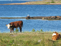 Ku på Masseløya